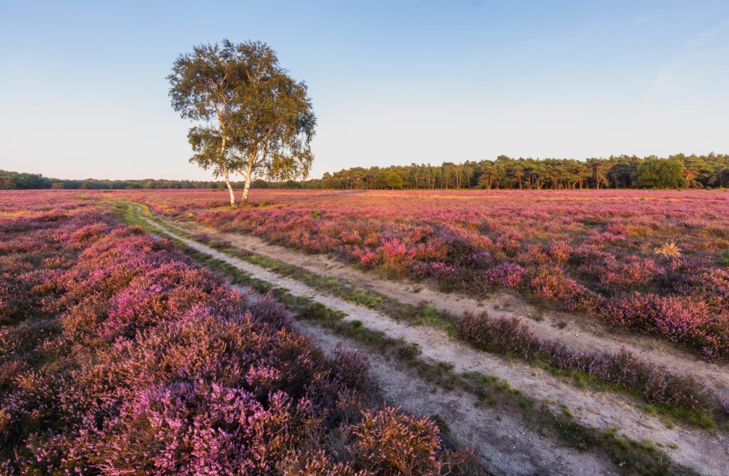 Ademwerk